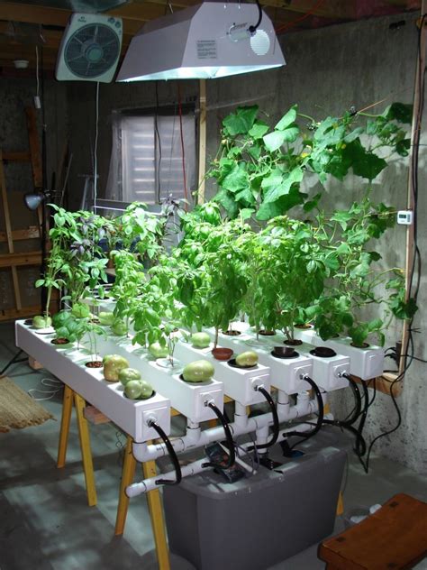 Top Vegetables You Can Start Growing Indoors Hydroponically Grown