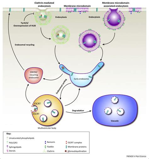 The material to be internalized is surrounded by an area of endocytosis includes pinocytosis (cell drinking) and pha. Endocytosis and its regulation in plants: Trends in Plant ...