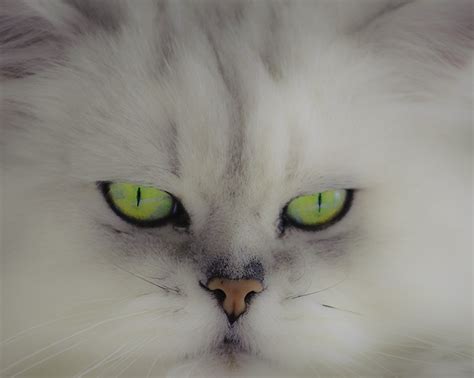 36 Best Persian Cats Images On Pinterest