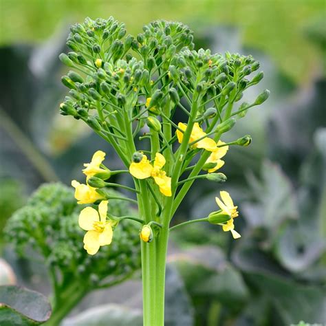 Broccoli Plant Starting To Flower Best Flower Site