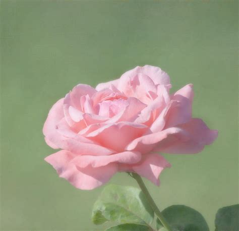 Pink Rose Photograph By Kim Hojnacki Fine Art America