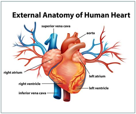 12 Human Heart Diagram And Function Robhosking Diagram