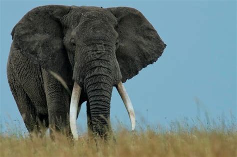 Elephant Lifespan How Long Do Elephants Live
