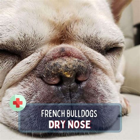 How To Care For Your French Bulldog Dry Nose