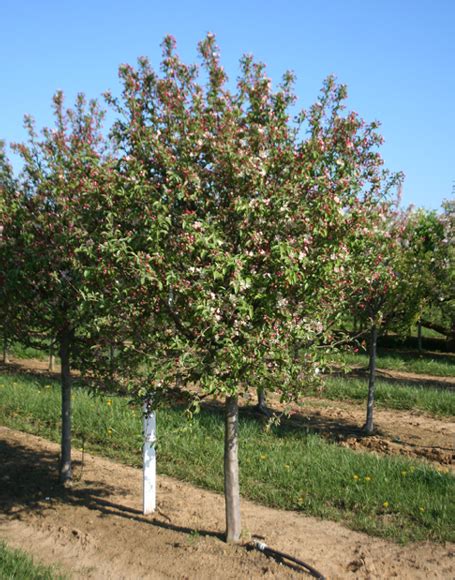 Malus X Zumi ‘calocarpa Moon Nurseries