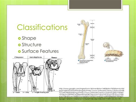 Ppt Osseous Tissue And Bone Structure Powerpoint Presentation Id