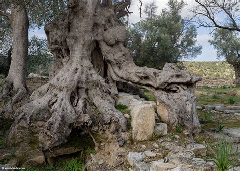 Ancient Olive Tree In Eleftherna