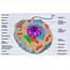 24 Eukaryotic Cell Structure  A Level Biology Student