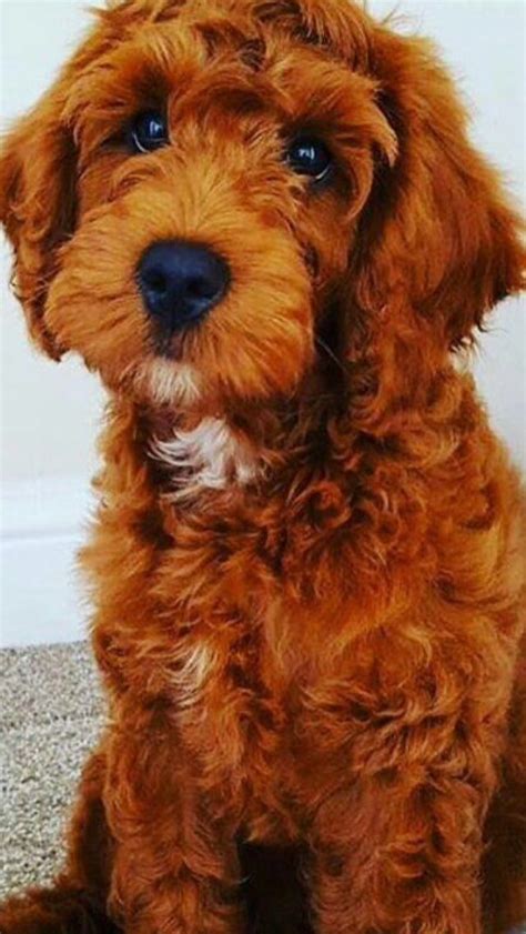 Our Beautiful Red F Cockapoo Darcy Is Expecting A Litter Of F B