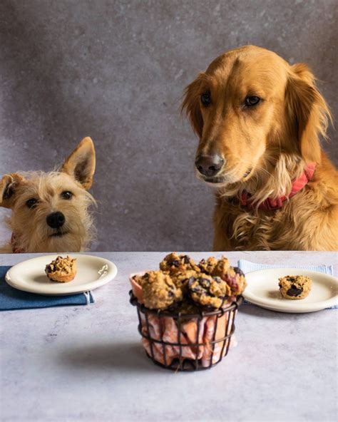 Blueberry Pup Muffins Blue Jean Chef Meredith Laurence Dog Treat