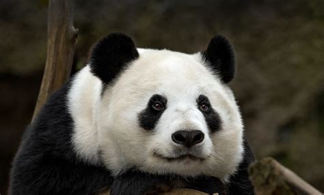 Удивительная панда - PetZona