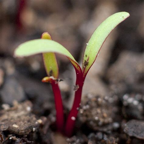 List 93 Pictures What Do Beets Look Like When They Sprout Stunning