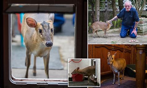 This is a muntjac deer named bambi i got him from a breeder in florida when he was only a few days old.i bottle fed him 3 times a. Strawberry, a Muntjac deer becomes a family pet | Daily ...