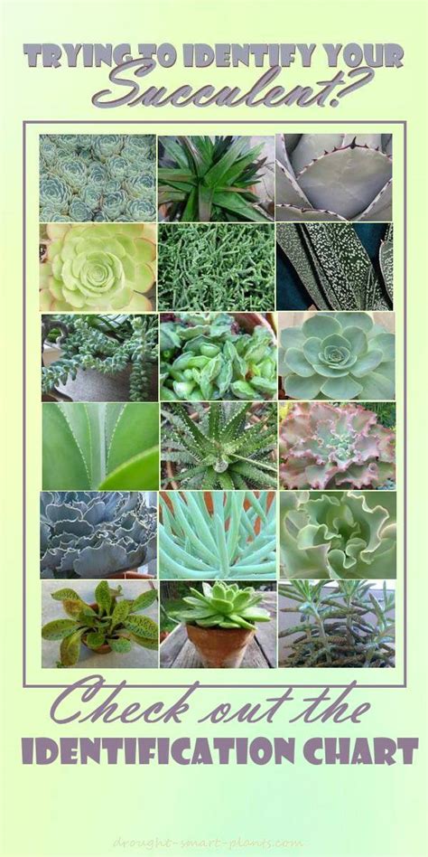 What you have to remember is to not get overwhelmed, learn the botanical names, not common names. Succulent Identification Chart - find your unknown plant here