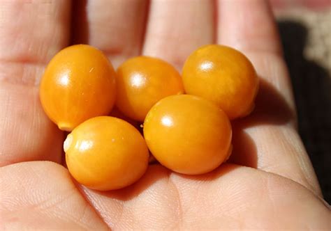Golden Berry Plant Benefits Of A South American Superfruit