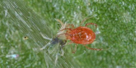 Phytoseiulus Persimilistwo Spotted Spider Mites Predator