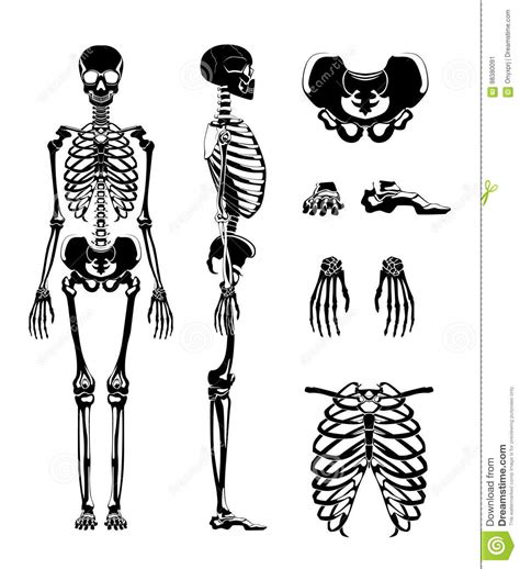 Vector Silhouette Of Human Skeleton. Anatomy Pictures. Different Bones ...