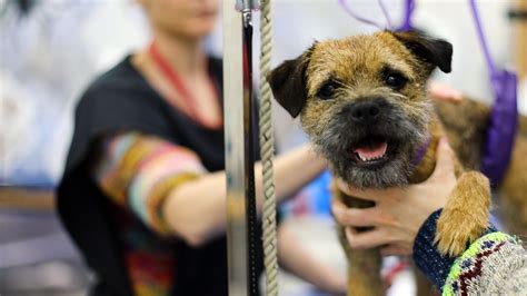 Intensive dog grooming courses: Give your dog grooming skills the