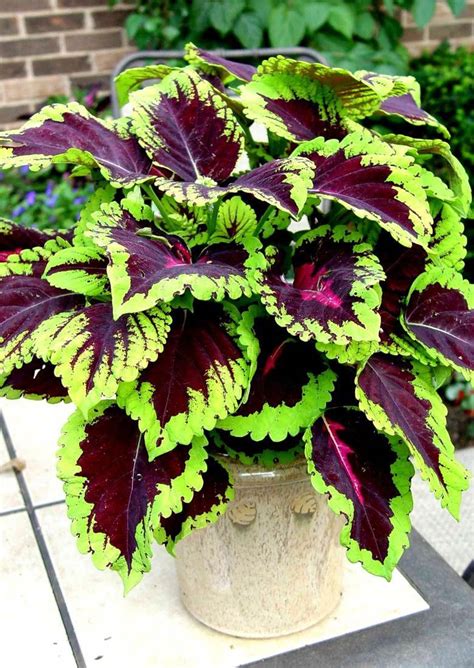 Start Growing These Wonderful Coleus Plants In Pots Or Containers That