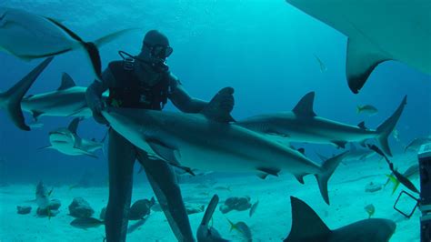 Shark Week Schedule Features Movie Starring Josh Duhamel Silive Com