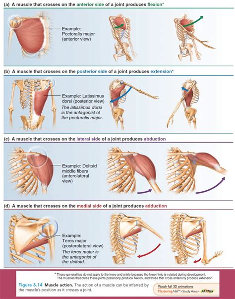 The voluntary muscles, which are under the control of the will, and the involuntary the involuntary muscles are controlled by a specialized part of the nervous system. Essentials of Human Anatomy Physiology | Muscle anatomy ...