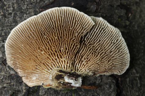 Lenzites betulina - identifier-les-champignons.com