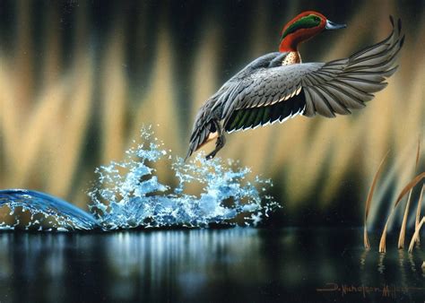 Waterfowl Wallpapers Top Free Waterfowl Backgrounds Wallpaperaccess