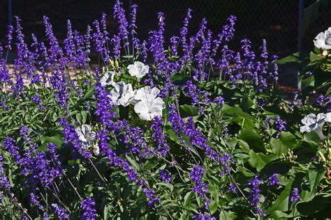 In addition, it gives the motivation for sports to the flower lover, as bigoted insects will hunt to sting him. PLANTanswers: Plant Answers > BUSH MORNING GLORY