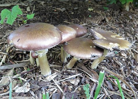 Growing Edible Mushrooms Wine Caps Garden Giant Stropharia