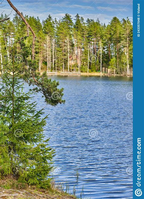 Natural Landscape With Forest Lake And Pine Trees Stock Photo Image