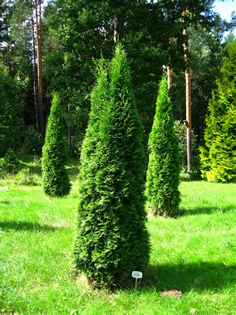 Thuja Occidentalis ‘smaragd Plants Direct Victoria Bc