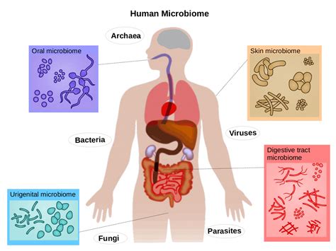 Mikrobiom bél agy tengely mit t egyek Integratív Medicina