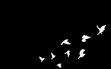 White Birds Hd Wallpapers