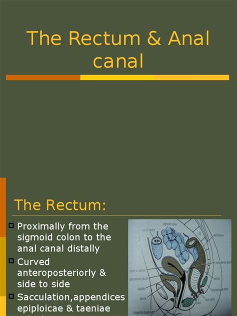 the rectum and anal canal hemorrhoid rectum