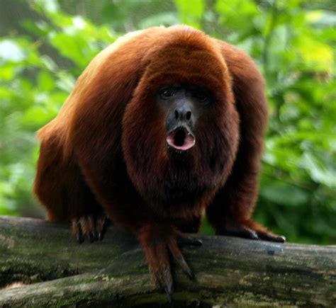 Male Howler Monkeys Have Either Big Howls Or Big Testicules Study Says