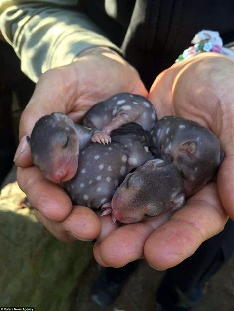 Tiger Quoll Mother Lashes Out At Zookeeper To Protect Her Babies