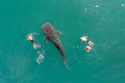 Whale Shark Swims Alongside Humans Cord Magazine