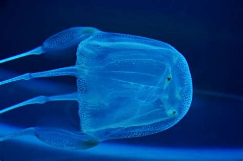 Box Jellyfish Animal Facts And Information