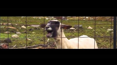 Taylor Swift I Knew You Were Trouble Goat Cow And Sheep Goat Edition