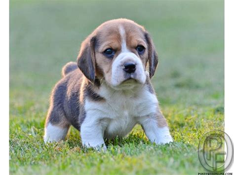 sell  beagle dog  lesser price  mumbai maharashtra india  pet animals