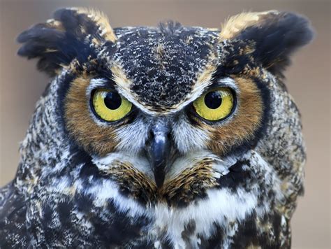 About The Great Horned Owl