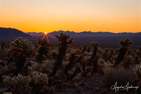 Sunrise At The Cholla Cactus Garden Angela Andrieux Photography