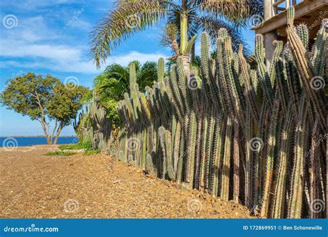 Row Of Cactus Plants As Garden Fencing Stock Image Image Of Landscape