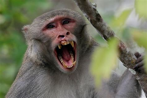 Florida Looks To Remove Virus Excreting Wild Monkeys
