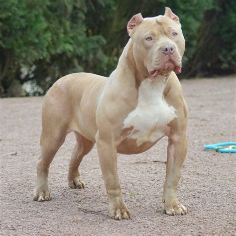 I'll buy an american bully puppy so he can have a loyal friend. American Bully Xxl Gewicht