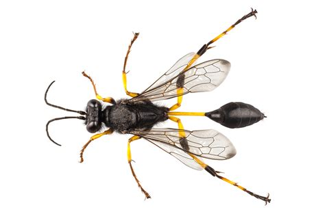 Types Of Wasps That Are Very Aggressive In Ontario Pest Control Guelph