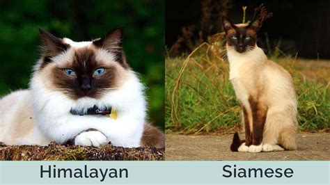 Himalayan Cat Vs Siamese Cat Key Differences With Pictures Hepper