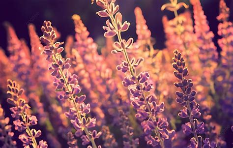 프로방스의 보라색 라벤더 밭 위로 일몰 꽃 보라 라벤더 배경 일러스트 및 사진 무료 다운로드 Pngtree
