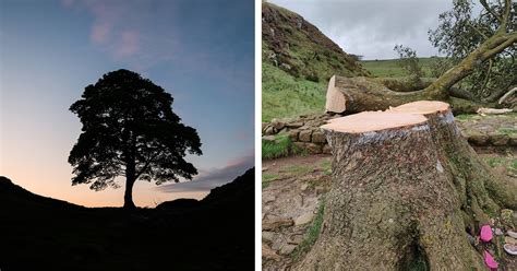 Iconic Sycamore Gap Tree Was Discovered Cut Down