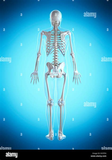Human Skeletal System Artwork Stock Photo Alamy